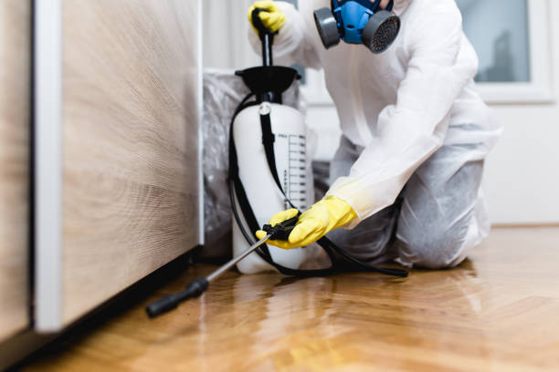Wasp Removal Services in Applewood, CO
