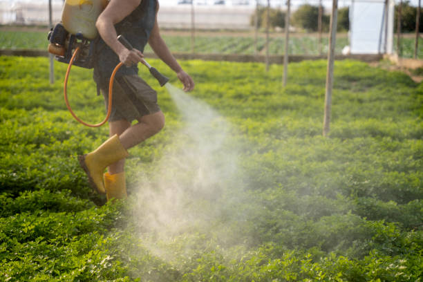 Best Insect Control  in Applewood, CO
