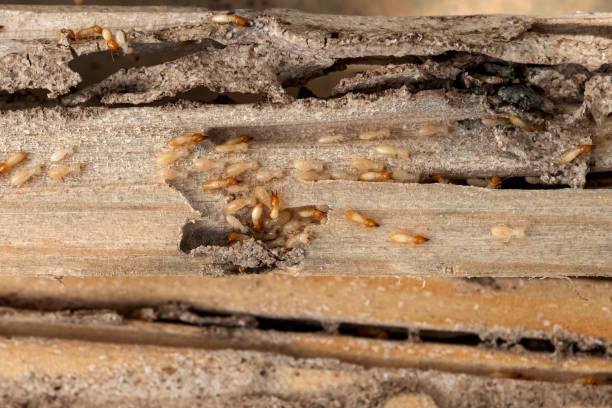 Best Pest Control for Restaurants  in Applewood, CO