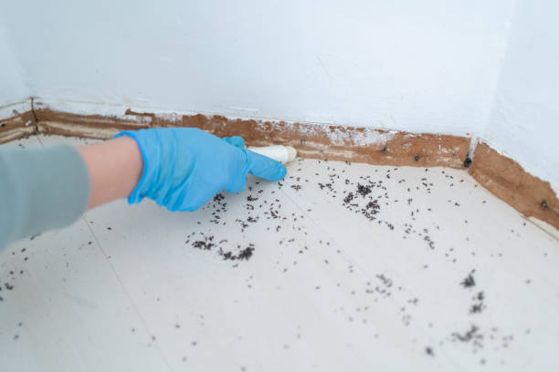 Pest Prevention Services in Applewood, CO