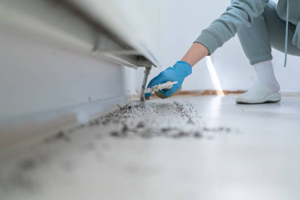 Reliable Applewood, CO Pest Control Solutions
